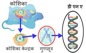 कोशिका (Cell)