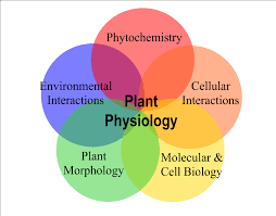 plant physiology