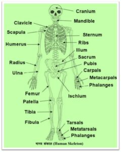 Skeletal System