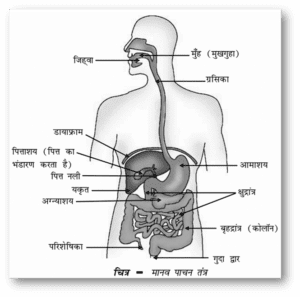 Digestive System