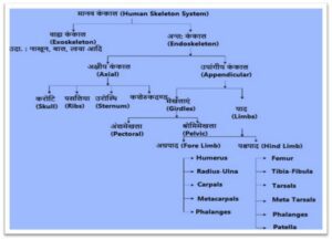 human Skeleton System