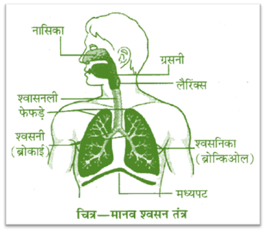 Respiratory System