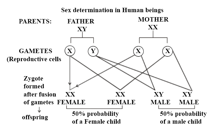 मानव में लिंग निर्धारण